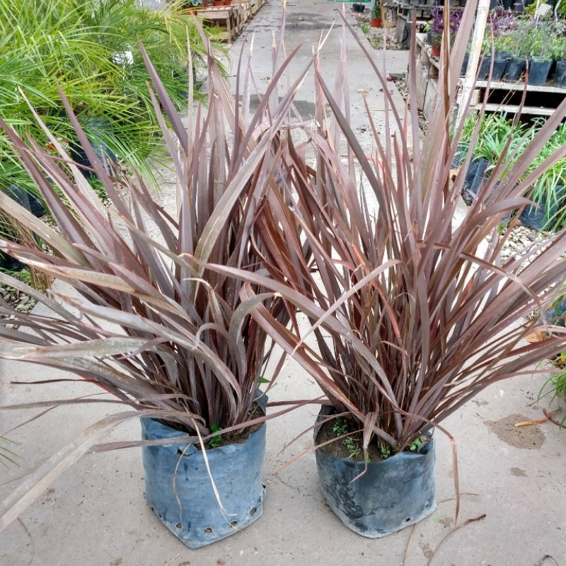 Phormium Rubra